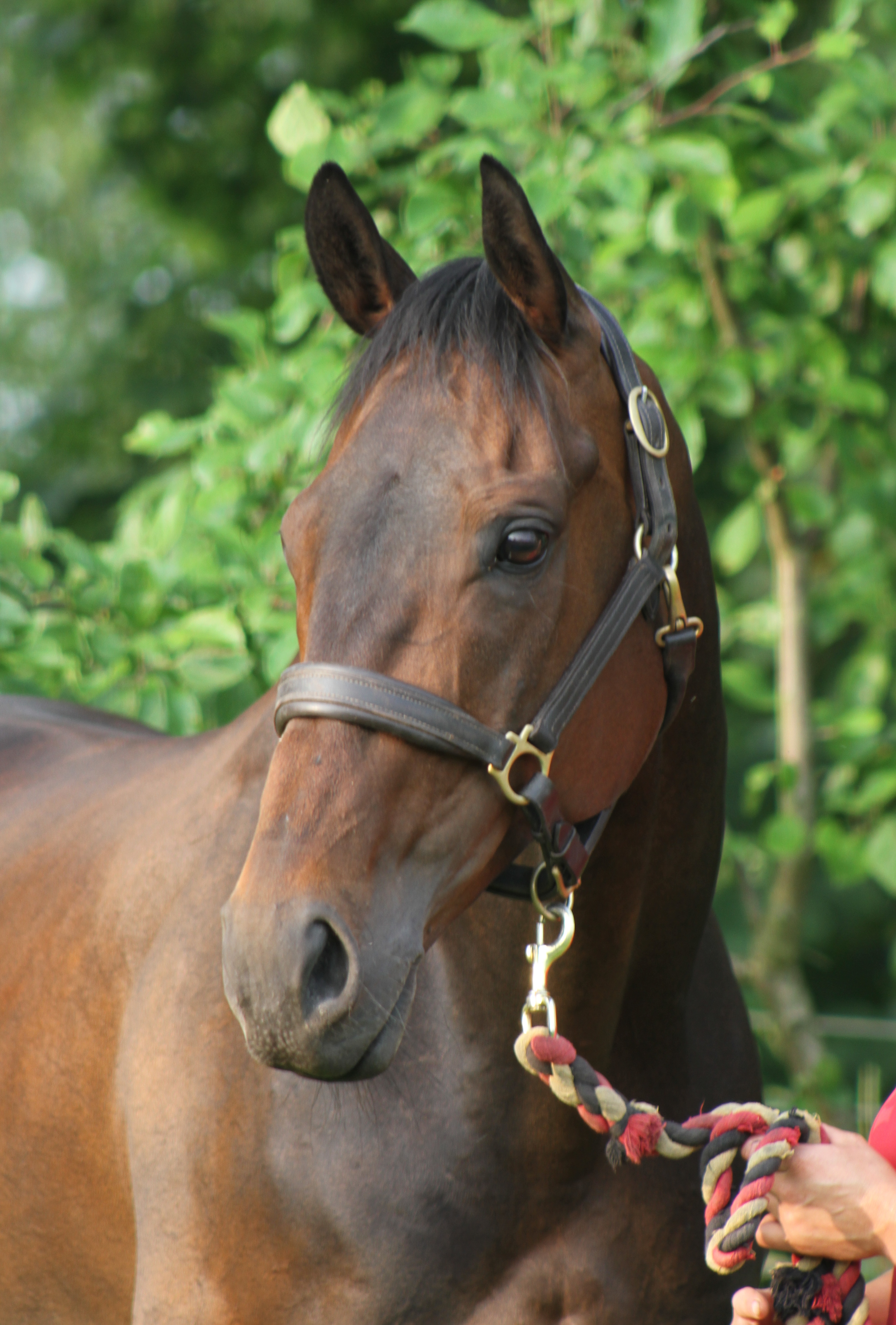 The Story Of Last Three Minutes an Ex Racer who has turned his hand to Eventing