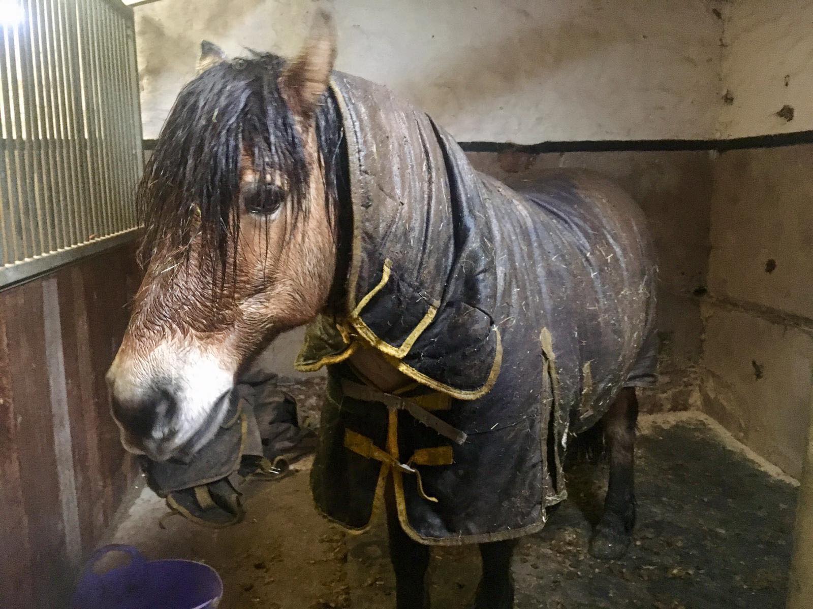 Find out how Sue and Gromit are preparing for the Mitsubushi Motors Cup 2019