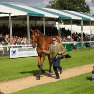 Simon Grieve runs The Rutman over his first CCI5*L at Burghley 2019
