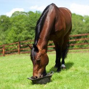 Late Summer Feeding from Keyflow Feeds