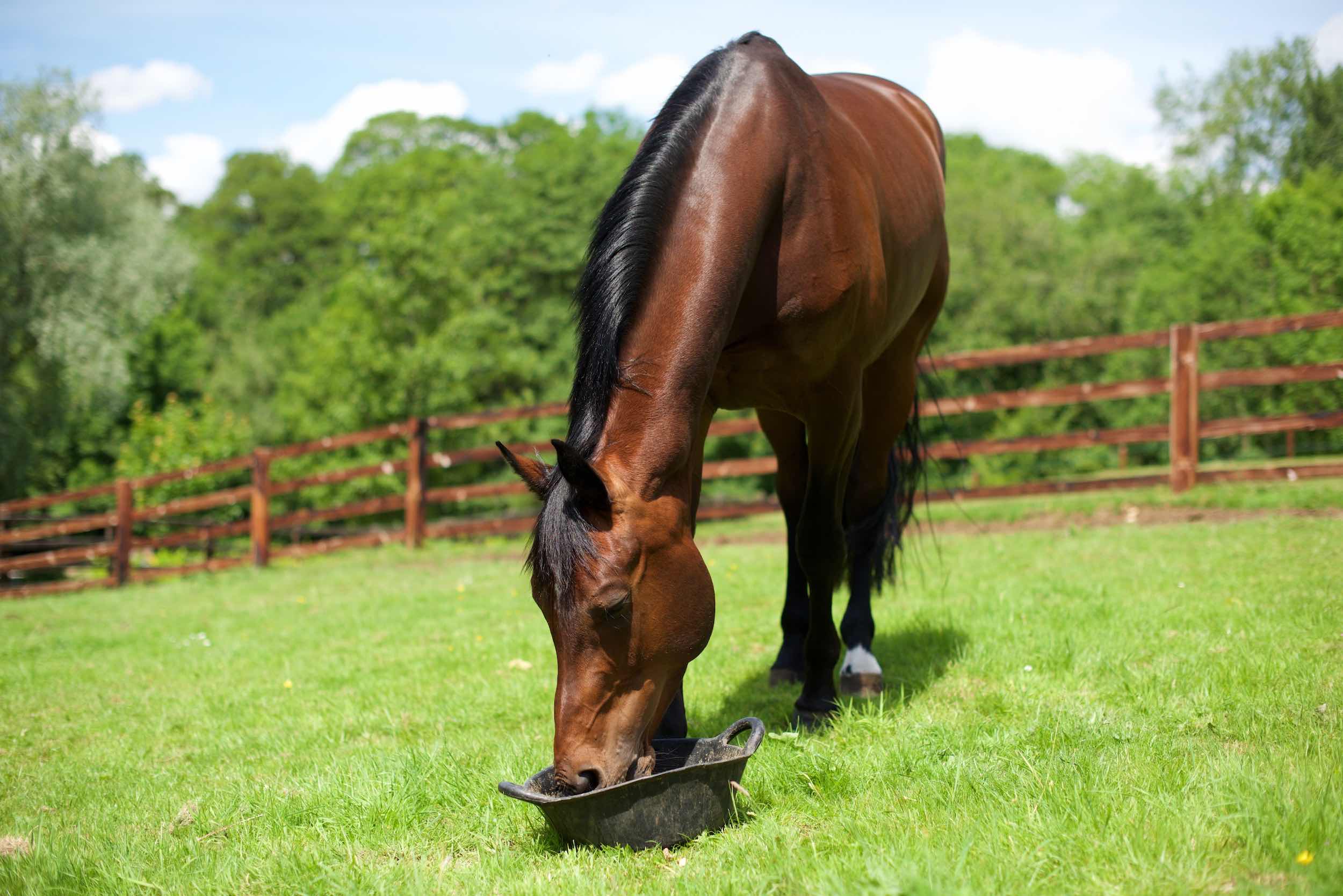 Late Summer Feeding from Keyflow Feeds