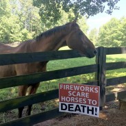 Shetland Pony Welfare Trust create a petition: All venues that hold firework displays to be licenced