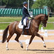 MAXIMISING YOUR MARKS IN A DRESSAGE TEST