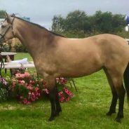 Sue Chapplehow-Lacey introduces her yard and horses and tells us her 5 must haves on the yard