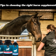 7 things to know when choosing your horses supplements.
