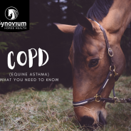What you need to know about COPD