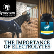 Importance of Electrolytes in horses