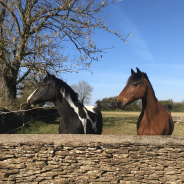Fibre and Fructans; The Keyflow Guide to Managing Laminitis